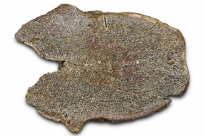 Polished Dinosaur Vertebra Section (Gembone) - New Mexico #348861